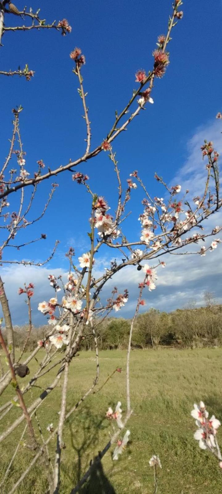 Albergo Diffuso Il Mandorlo Baressa Bagian luar foto