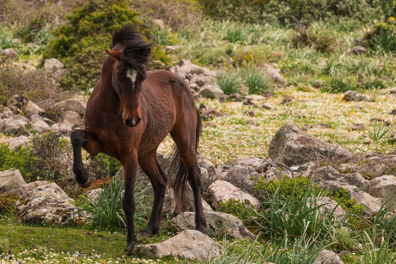 Albergo Diffuso Il Mandorlo Baressa Bagian luar foto